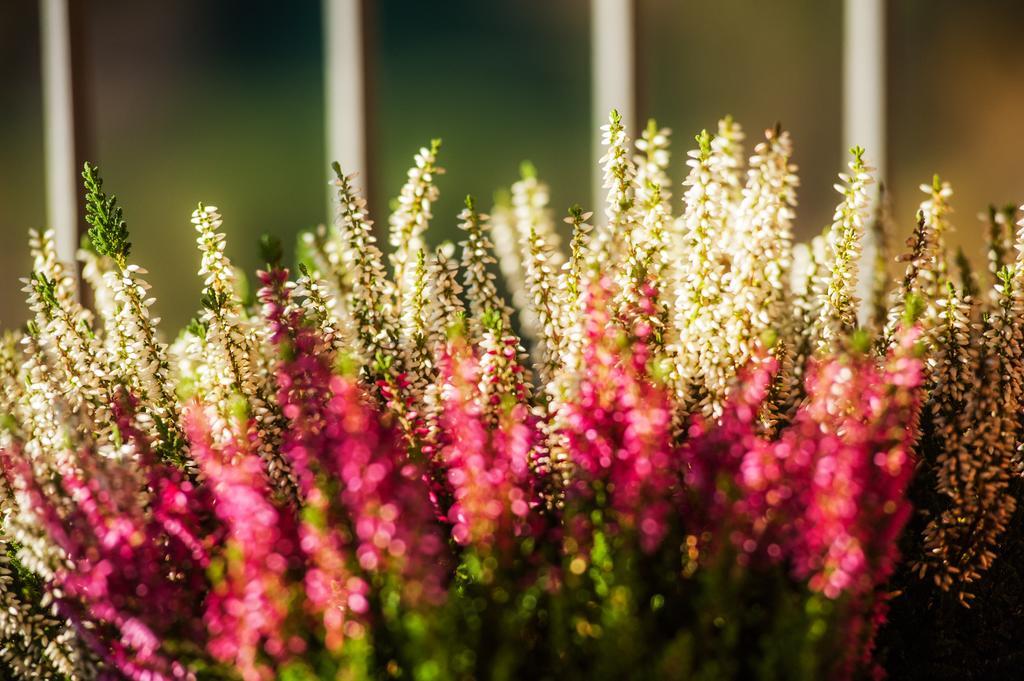Vila La Casa Di Emy Solto Collina Pokoj fotografie
